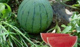 热门大瓜有哪些,揭秘明星幕后故事